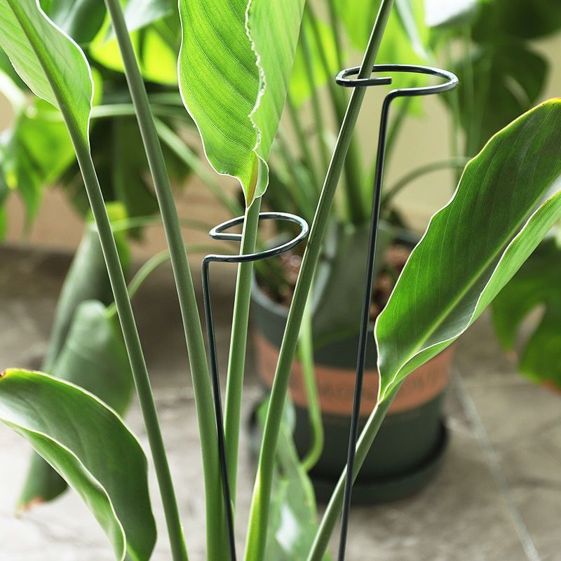 1/10pcs Garden Support Stake R - Florist Supp のレビューと価格