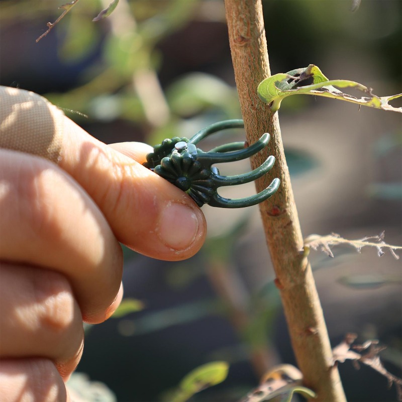 Wholesale Mini Plant Support C - Florist Supp のレビューと価格